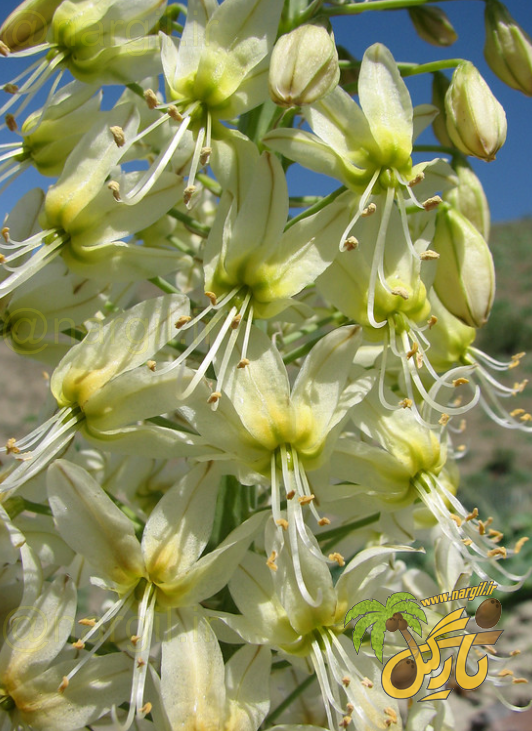 سریش لیمویی